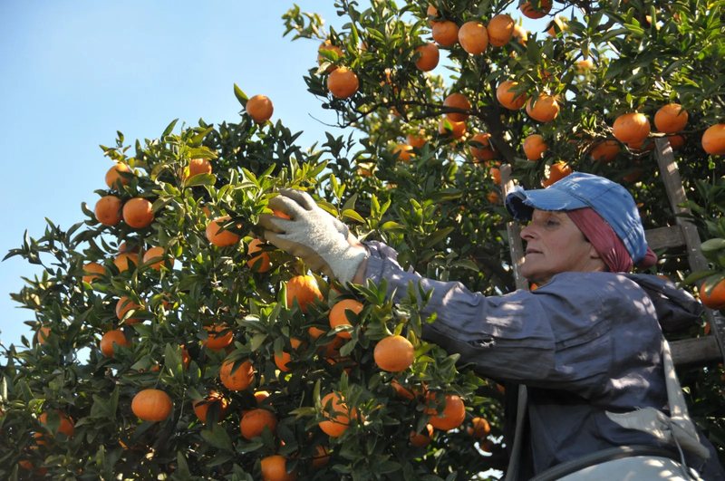 Cosecha de naranjas en una quinta de Salto, Uruguay